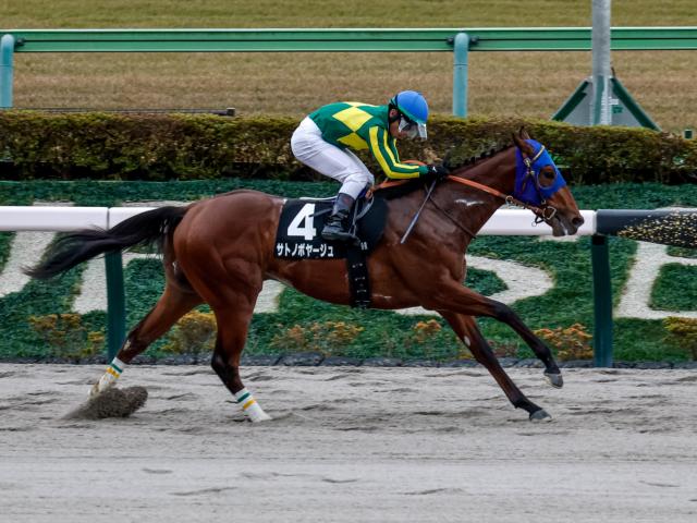 【カトレアS結果】サトノボヤージュが人気に応えて3連勝