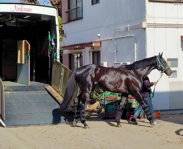 【ジャパンC】あと2戦で引退予定のジャスティンパレス　陣営「あと2回なので、何とかいい結果を」