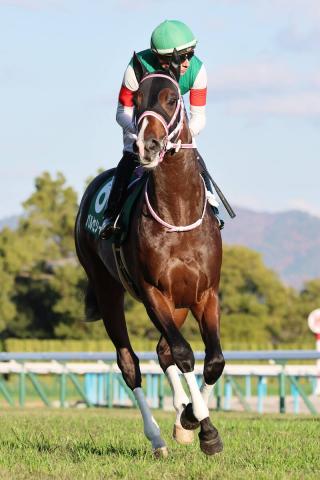 【京都2歳S】出遅れた1番人気バルセシートは7着　Cデムーロ騎手「ゲートが開いて驚いた形で…」