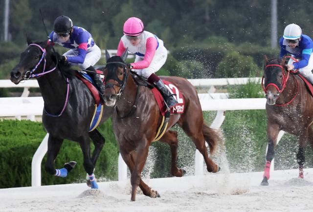 【注目馬動向】兵庫ジュニアグランプリVのトウカイマシェリは年内休養　3着のローズカリスは阪神JFで芝に再挑戦