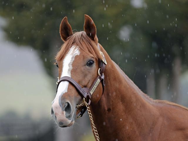 重賞5勝のトウシンマカオがアロースタッドに到着 来年から種牡馬生活へ