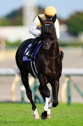 【ジャパンC】セイウンハーデスが落馬　スタート直後に波乱