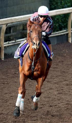 【ジャパンC】国内復帰戦のダノンデサイルは3着　11度目挑戦の戸崎圭太騎手は初Vならず