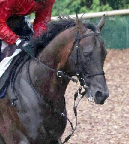 【京阪杯】エーティーマクフィが外から差し切って重賞初制覇　富田暁騎手は重賞2勝目