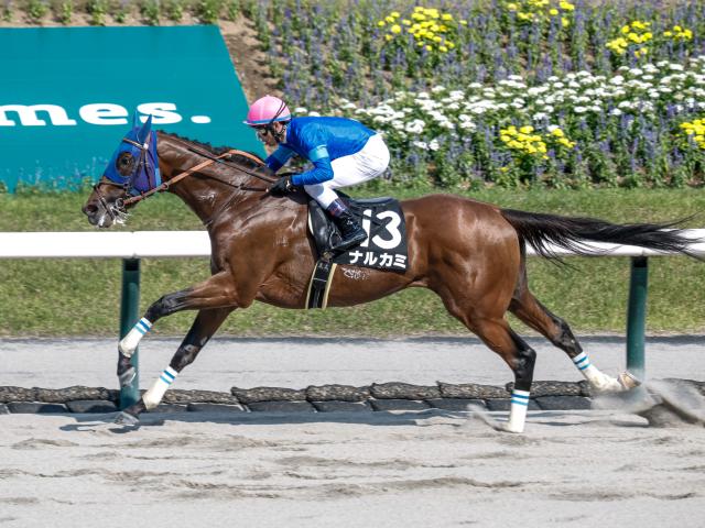 ڥԥCɤݤʥ륫ߤϢ򿭤Ф