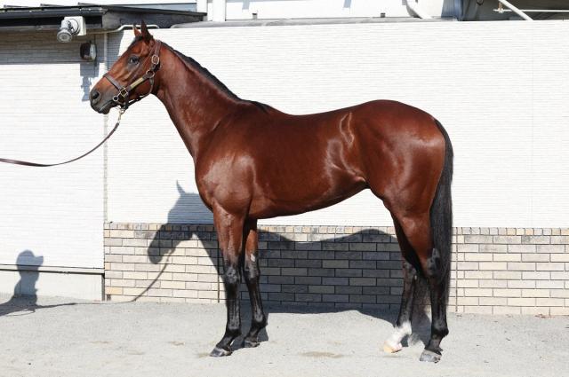 ڥԥCۥʥ륫95ݤΤ褦˶