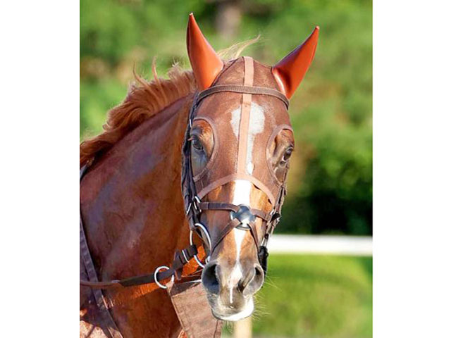 ư۳5Υӥɥ꡼ͭϵǰء㥹ƥѥ쥹ȥХ⻲