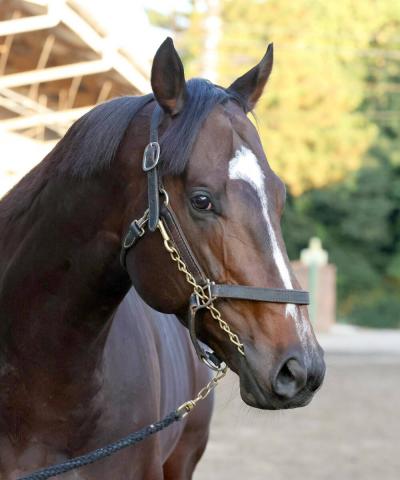 ڥԥCۥåڥ󥹤2ܤG1ƤءĴդJRAG1