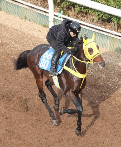 ڥݥ˥ޥƥ䡼Sۥƥ٥륯ΥĹץ饹