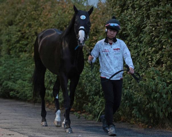 ڥݥ˥ޥƥ䡼Sۥ饹֥쥹սࡼɡ滳ǤΰѤ˼