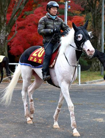 ưӤΥޥ륬ͽ̤ꡢ˭ȼʾΤĤ֤ޤءϿJFˤϸ鷺