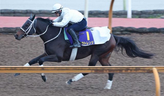 【チャンピオンズC】アウトレンジ、単走いっぱいに負荷　本領発揮に期待