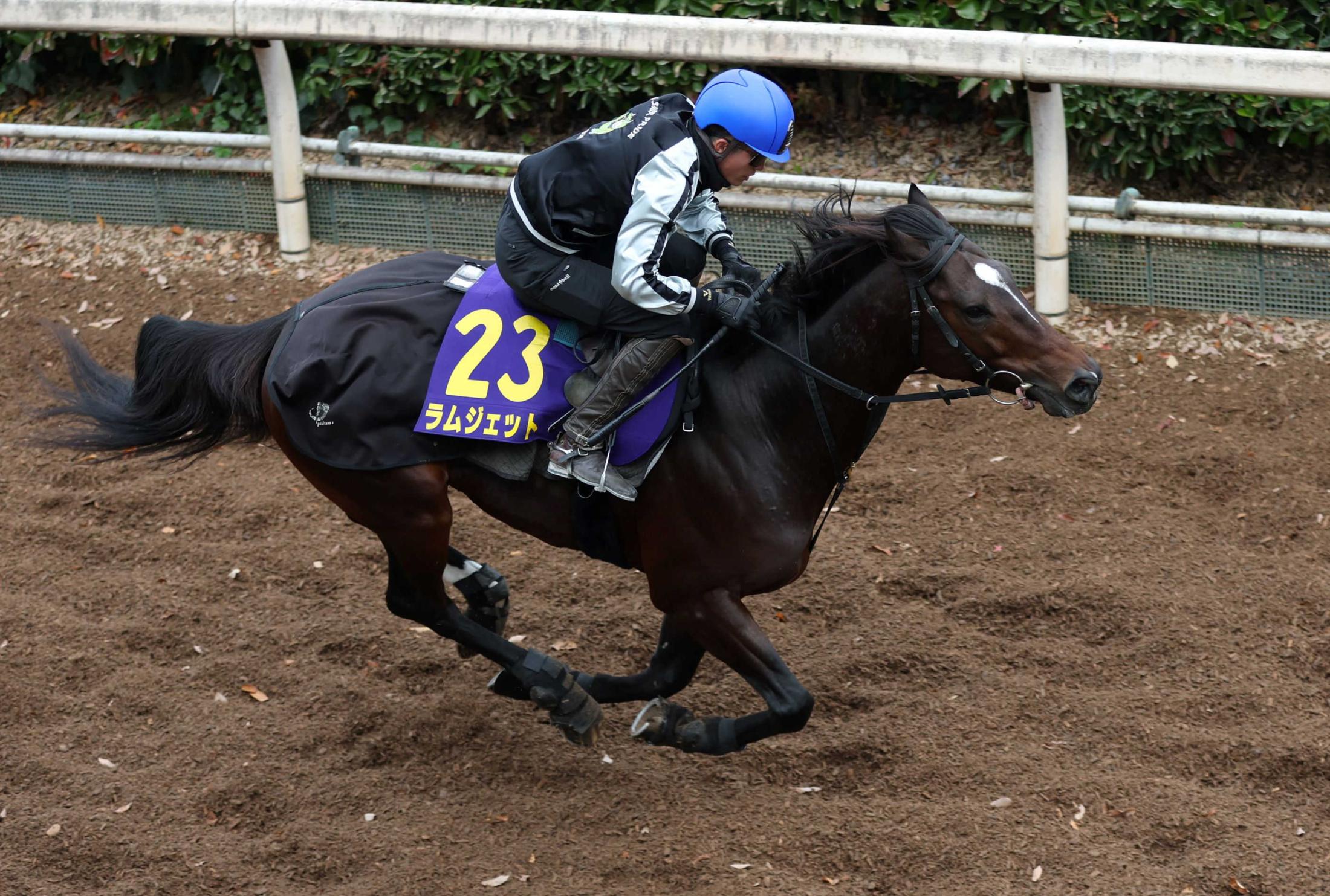 ڥԥ󥺣áۥॸåȡ϶к䡡ڻդԡ־Ѥߤꤤ֡