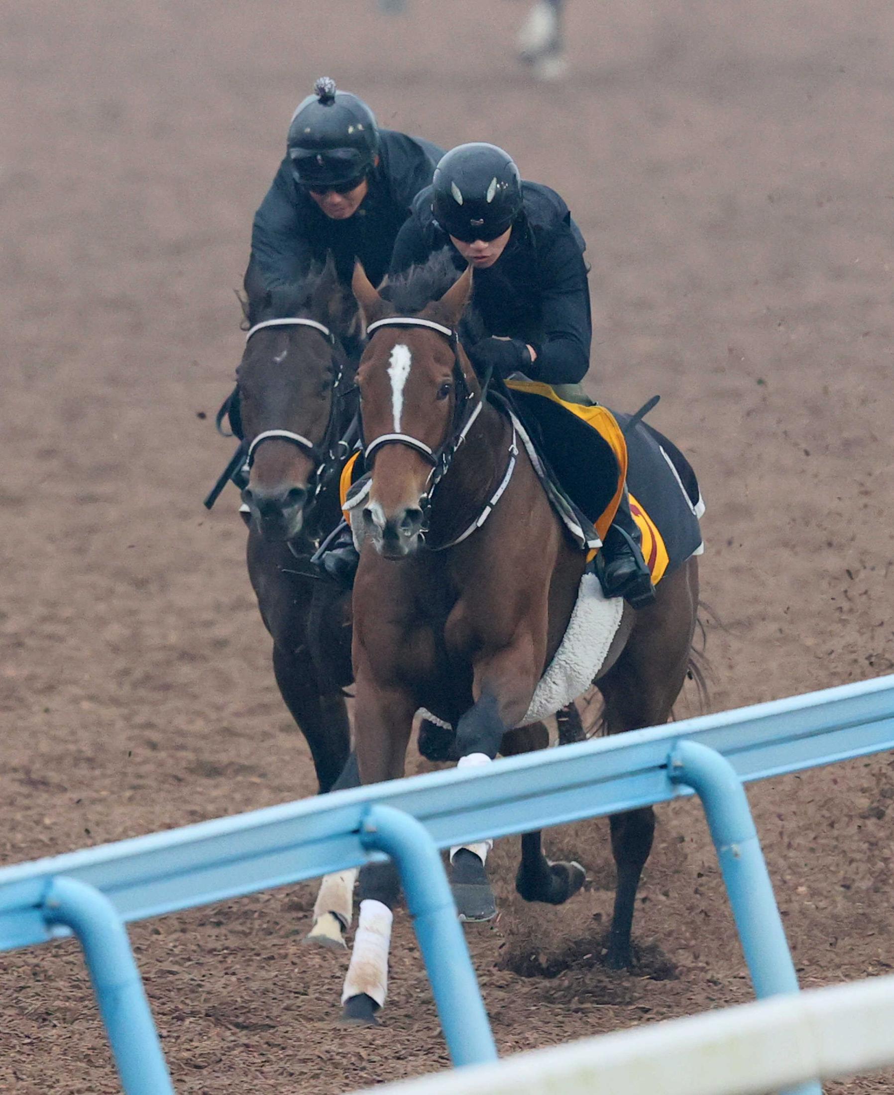 【ステイヤーズＳ】ホーエリート　軽快ステップ　今度こそ１着掴む　田島師は状態面に合格点「動きは問題なく良かった」