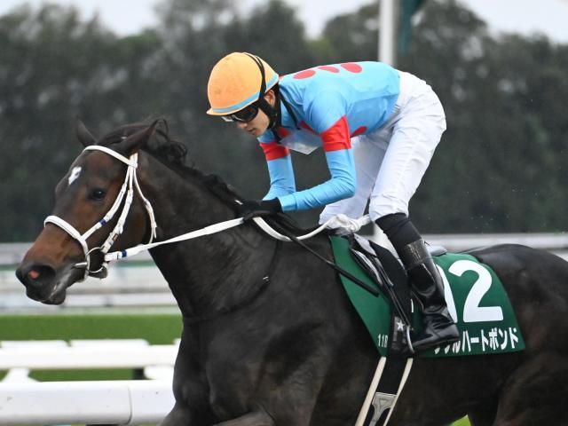 ڥԥCȽۥ֥ϡȥܥɤ12֡ʥ륫ߤ612