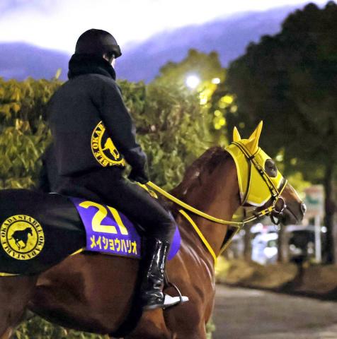 【チャンピオンズC】「ロスなく乗れそうな枠」メイショウハリオは武豊騎手を背に有終の美へ2枠3番