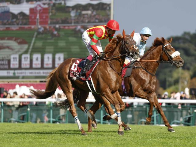 ͭưۥӥɥ꡼बϩɤڤ 5᡼ʤ/ϻϺΤĤ֤䤭