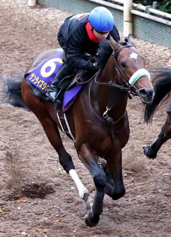 ڥԥCۤޤǾϤϤʤ13Ȥˤ⥵饤ѥ󥰿رĤֳȤ졼Ϥ䤹