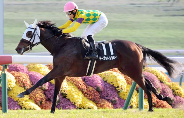 【阪神JF】「スーパースターが空いていたのもラッキー」2連勝マーゴットラヴミーは武豊騎手で参戦　小林調教師にんまり