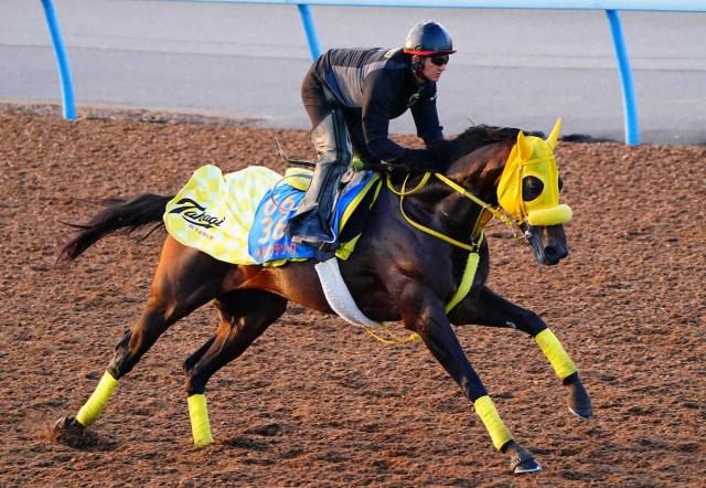 有終の美を飾ったレモンポップ 血統背景からも種牡馬としての活躍に