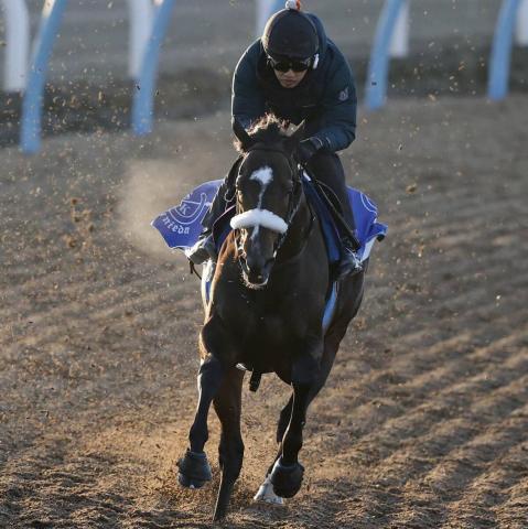 ϥȥϥåڥ󥹡ʥ顦ҡŰ