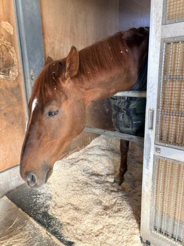 G1�������Ĺ�����Ѥ򸫤��륢����ॢ�쥹