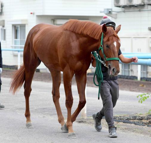 �ڥۡ��ץե�S�������������ϡۥ�����ॢ�쥹�Υݥƥ󥷥����Ҥ��롡�Ⱦ��ɩ��͵�󵳼�������ֺ��ޤǤǰ��֤�����