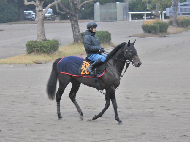 半兄は重賞3勝ステイフーリッシュ 近親にはGI馬もいるココナッツコースト/関東馬メイクデビュー情報