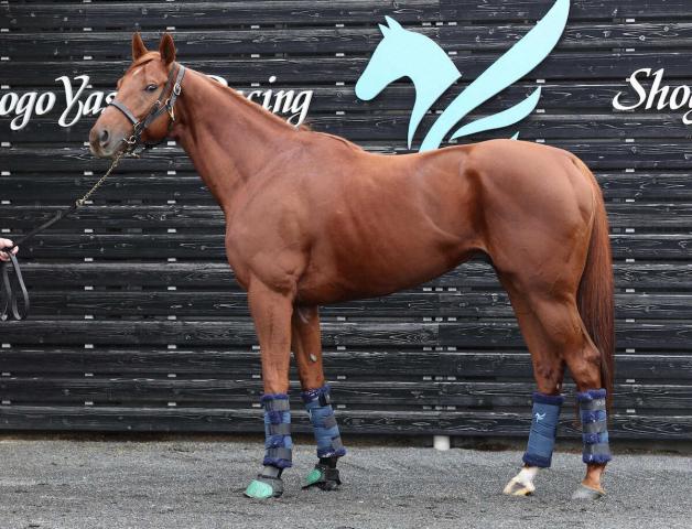 ��ͭ�ϵ�ǰ�����ο��ǡ���Υ�ǥ�����