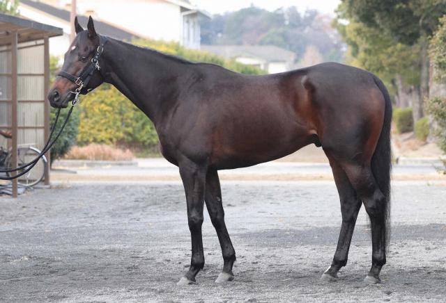 ��ͭ�ϵ�ǰ�����ο��ǡ�ߥ��ƥ꡼������