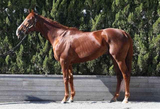 ��ͭ�ϵ�ǰ�����ο��ǡ䥵��饤��������