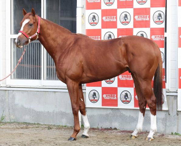 ��ͭ�ϵ�ǰ�����ο��ǡ䥷�󥨥�ڥ顼