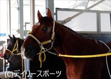 朝日杯fs 有力馬情報 3 ボールライトニングなど 競馬ニュース Netkeiba Com