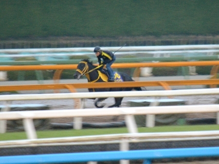 ラストインパクト、有馬記念最終追い切り速報/栗東トレセンニュース