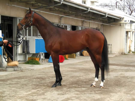 メートルダールなど、京成杯1週前厩舎情報/美浦トレセンニュース
