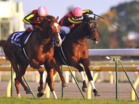 4冠牝馬ジェンティルドンナが2012年の年度代表馬に選出！ | 競馬 