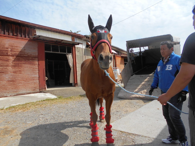 重賞勝ち馬ダノンゴーゴーが種牡馬を引退、余生を過ごすあしずりダディー牧場に(提供：あしずりダディー牧場)