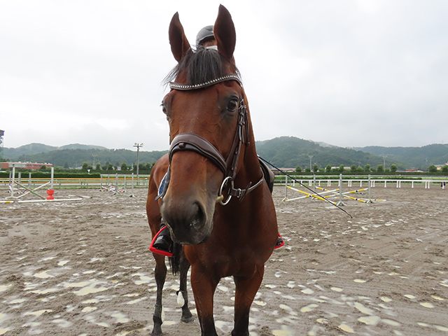 誘導馬を目指して福島競馬場で第二の馬生をスタートすることになったヨシオ(C)netkeiba.com