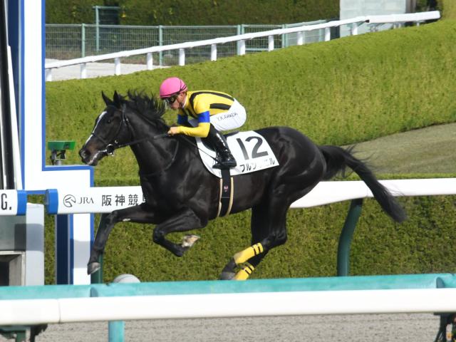 【阪神5R新馬戦結果】フルングニルが人気に応えて快勝 | 川田将雅オフィシャルサイト