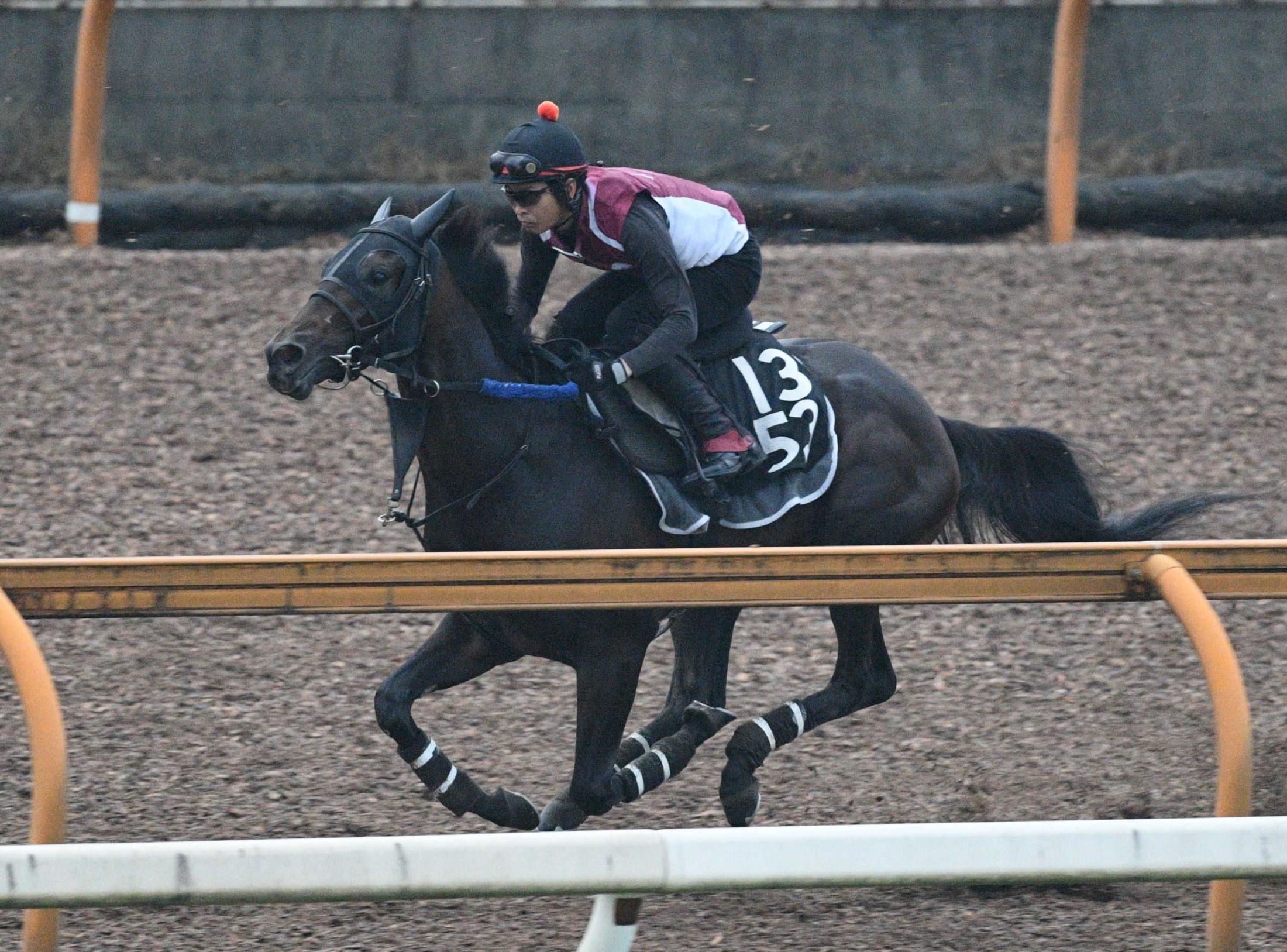 【神戸新聞杯】ロードデルレイ気合十分　馬なりで鋭い伸び披露　陣営「前走より上積み」