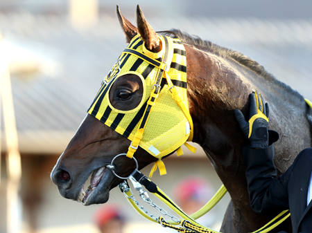 NARグランプリ年度代表馬に輝いたサミットストーン(写真は2014年浦和記念優勝時)