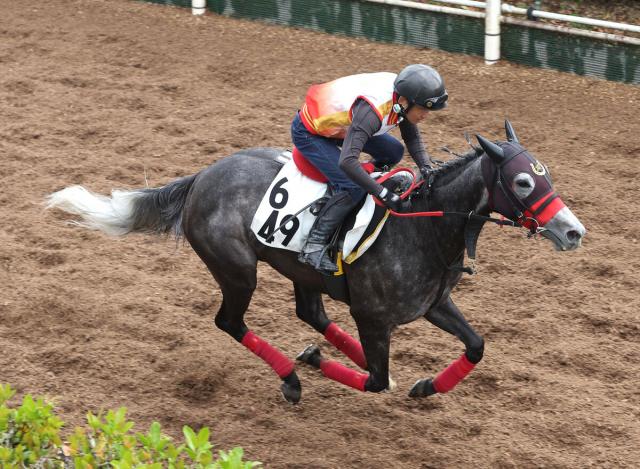 【福島牝馬S】重賞3着3回コスタボニータは1枠1番　22年阪神JF2着のシンリョクカは8枠15番　枠順決定