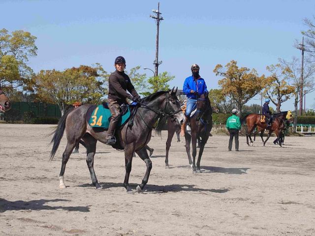 【POG】新種牡馬ウインブライトの産駒ウインアレースがゲート試験に合格　順調なら6月の東京デビューを視野