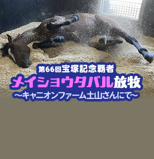 宝塚記念覇者メイショウタバル<br/>放牧先に無事到着