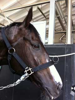 ����ץƥ�٥�