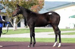 �������Фκǹ���ʤϥ���������㡼���2013