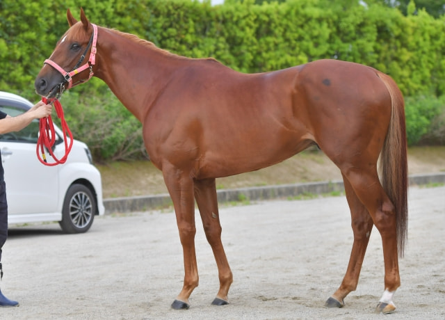 【CBC賞2020馬体診断】パドックの達人がクリノガウディー、アウィルアウェイなど出走予定6頭を馬体診断