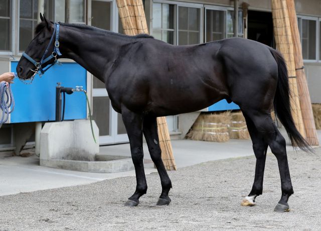 函館記念 マイネルファンロンほか有力馬の馬体をチェック