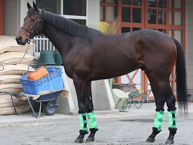 中山金杯予想 バイオスパークほか有力馬の馬体をチェック 南関東4競馬情報 Racing4