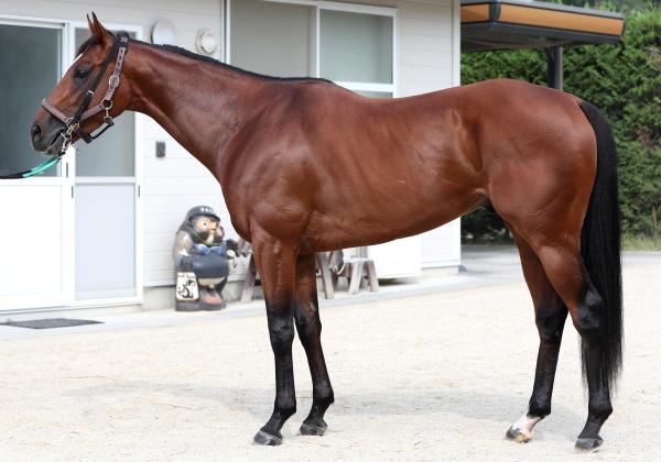 【神戸新聞杯予想】エリキングほか有力馬の馬体をチェック！